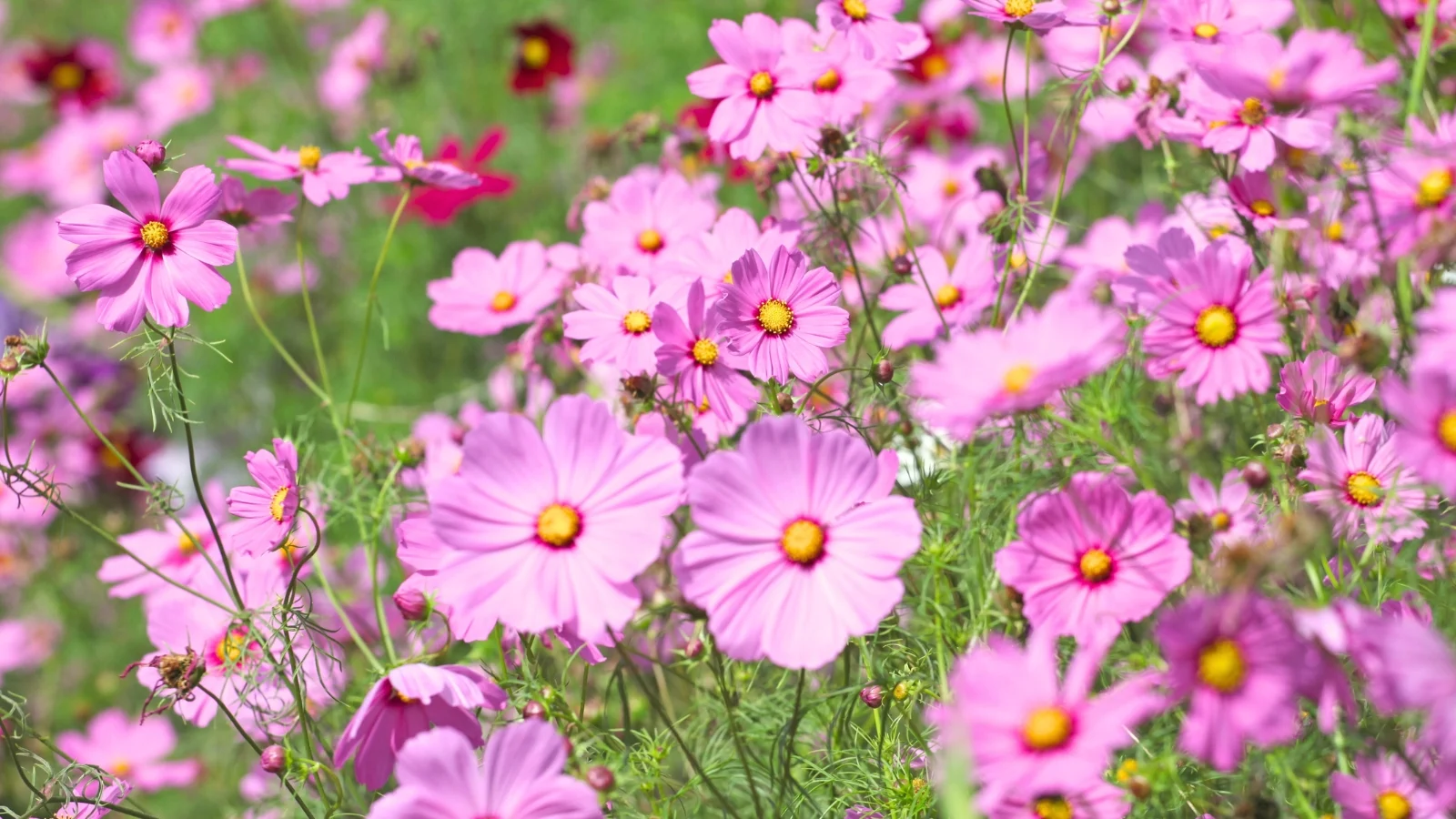 this plant displays feathery, finely divided leaves and produces daisy-like flowers in shades of pink with a delicate, airy appearance.