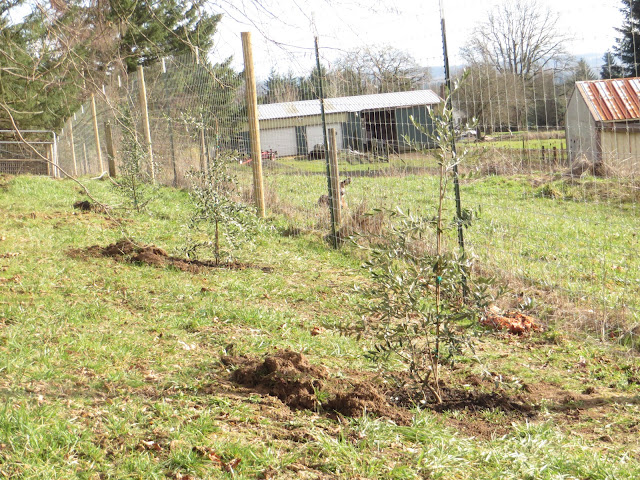 evolution of a garden border