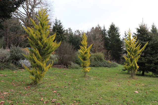 evolution of a garden border