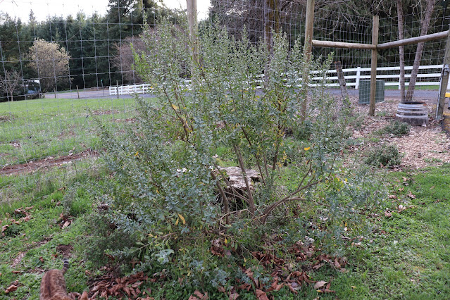 evolution of a garden border