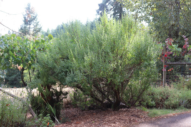 evolution of a garden border