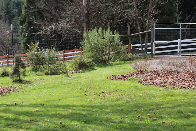 evolution of a garden border