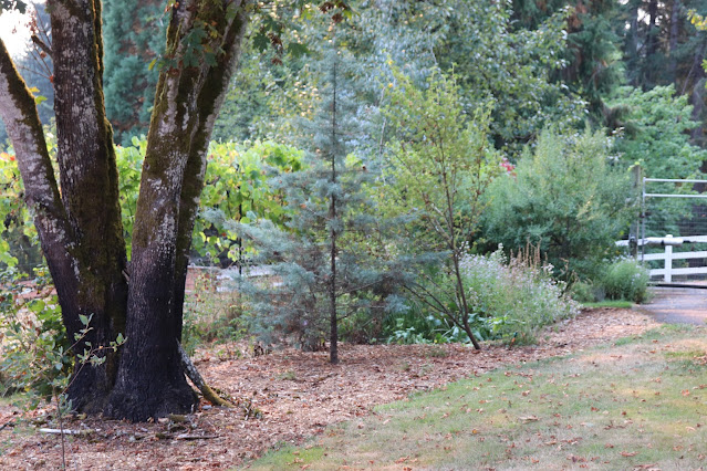 evolution of a garden border