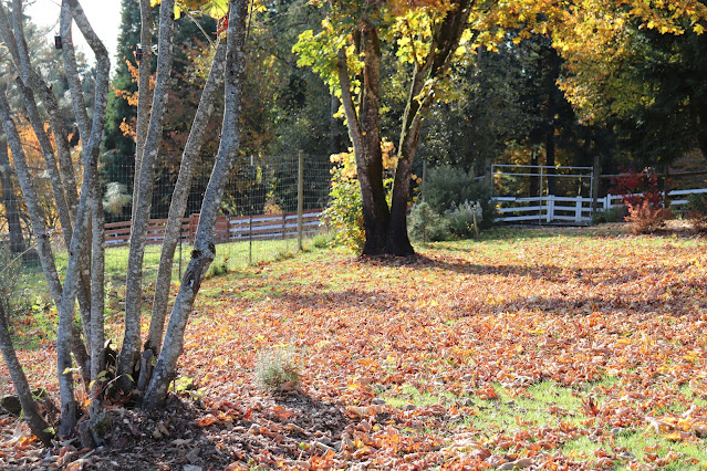 evolution of a garden border