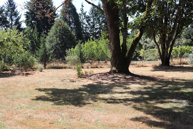 evolution of a garden border