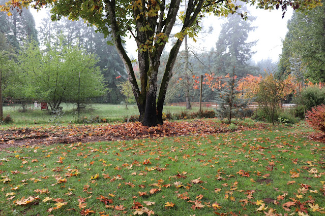 evolution of a garden border