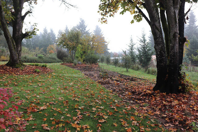 evolution of a garden border