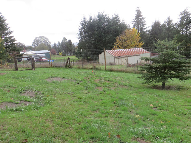 evolution of a garden border