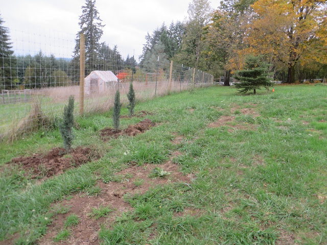 evolution of a garden border