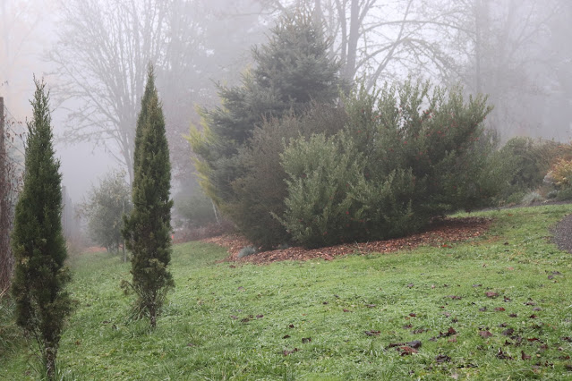 evolution of a garden border