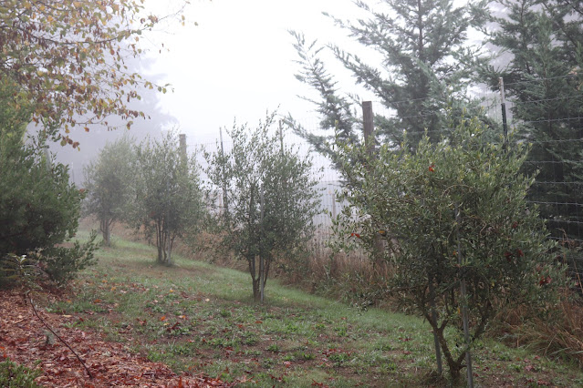 evolution of a garden border