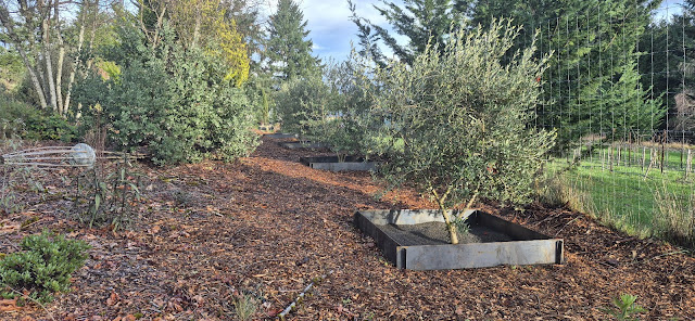 evolution of a garden border