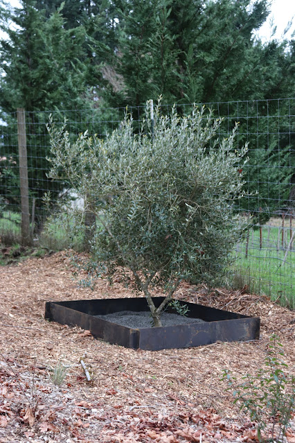 evolution of a garden border