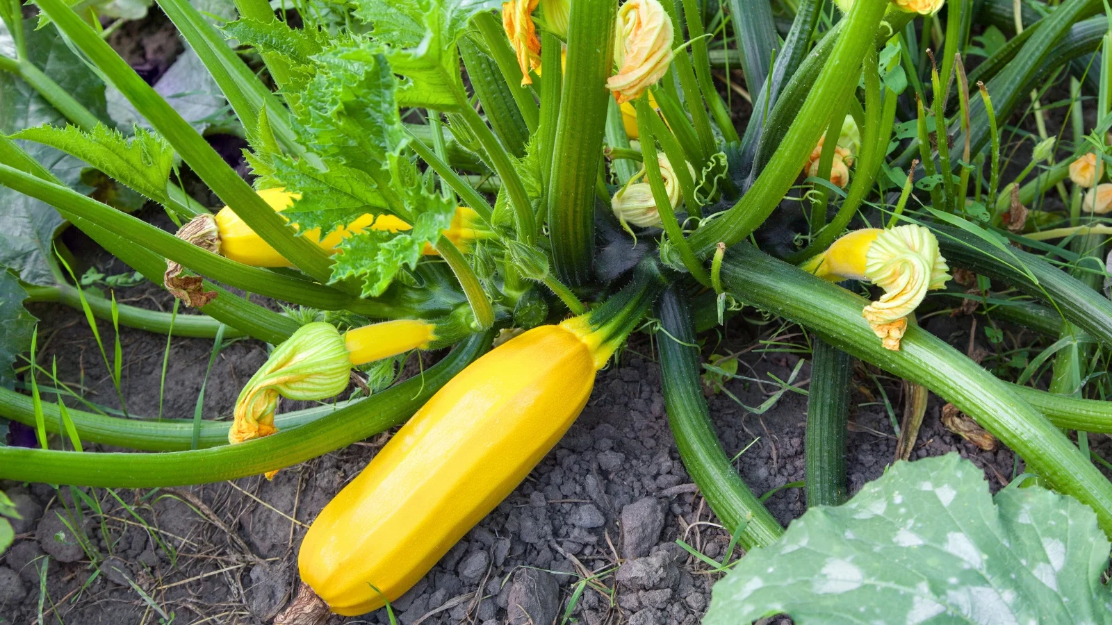 sunny yellow oblong fruits among segmented green stems and lobed leaves with faded yellow flowers.