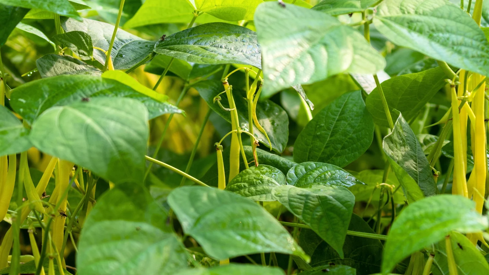 low-growing bush bean plants with small, sturdy stems, bright green leaves, and vibrant pods emerging between the leaves.