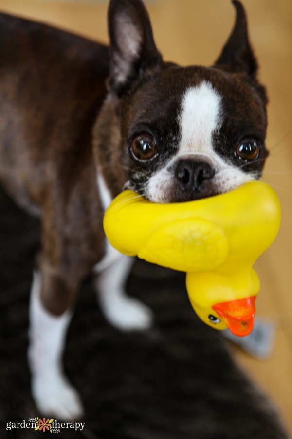 meatball the tiny boston terrier with his rubber duckie