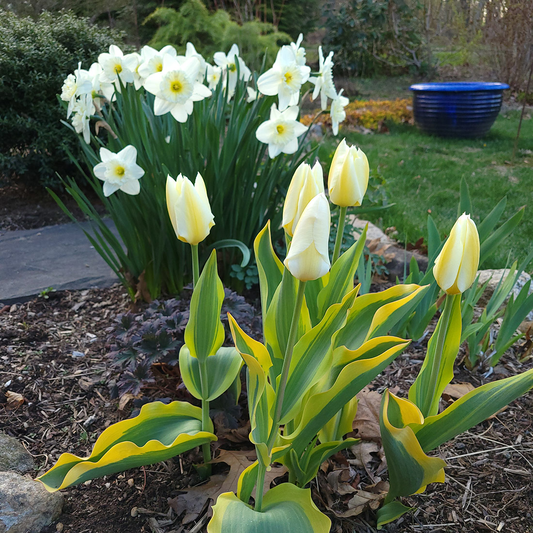 white spring bulbs in the garden