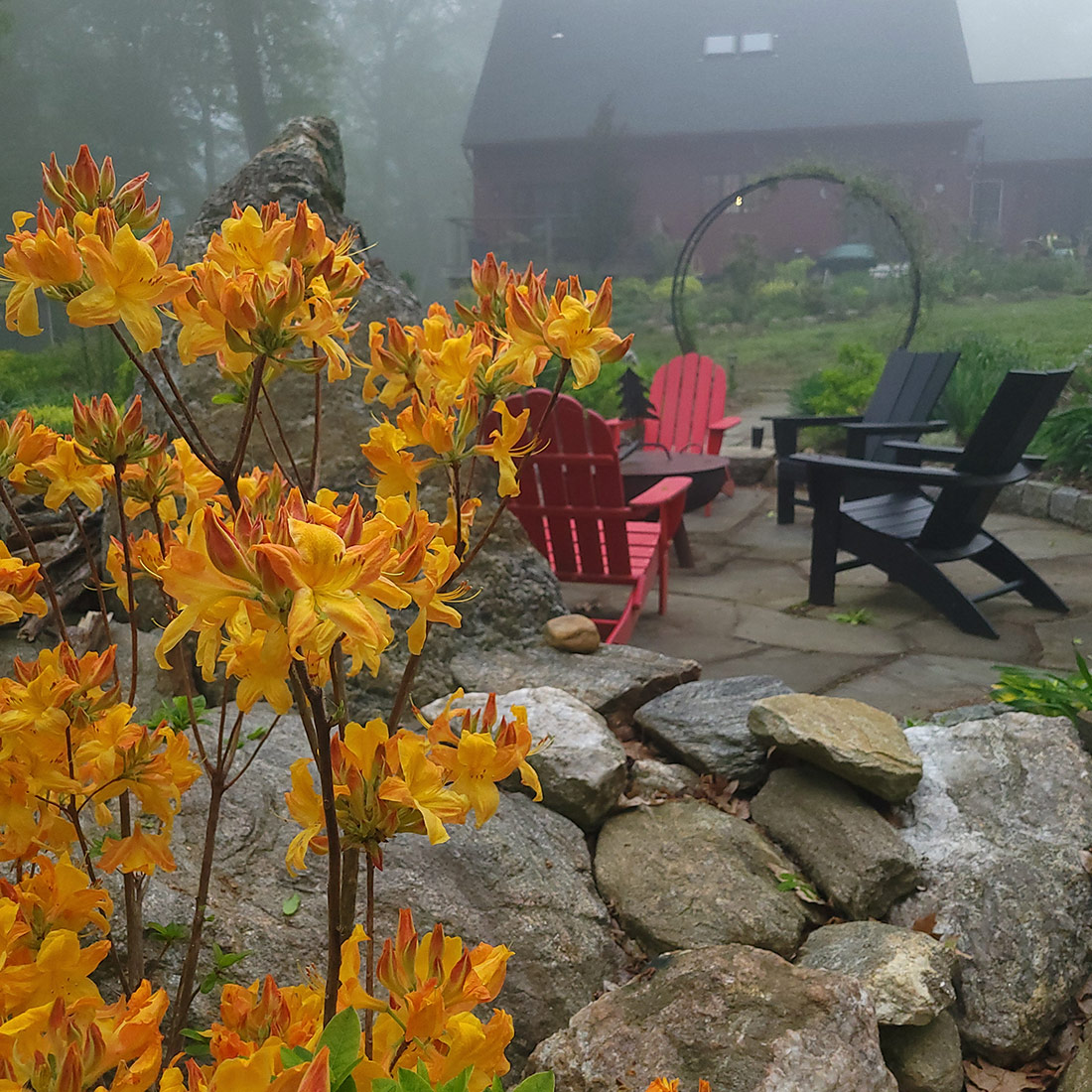 bright orange azalea in foggy garden
