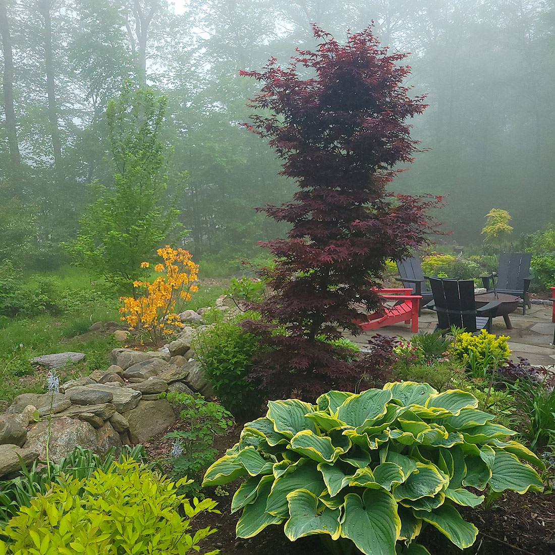foggy morning in garden