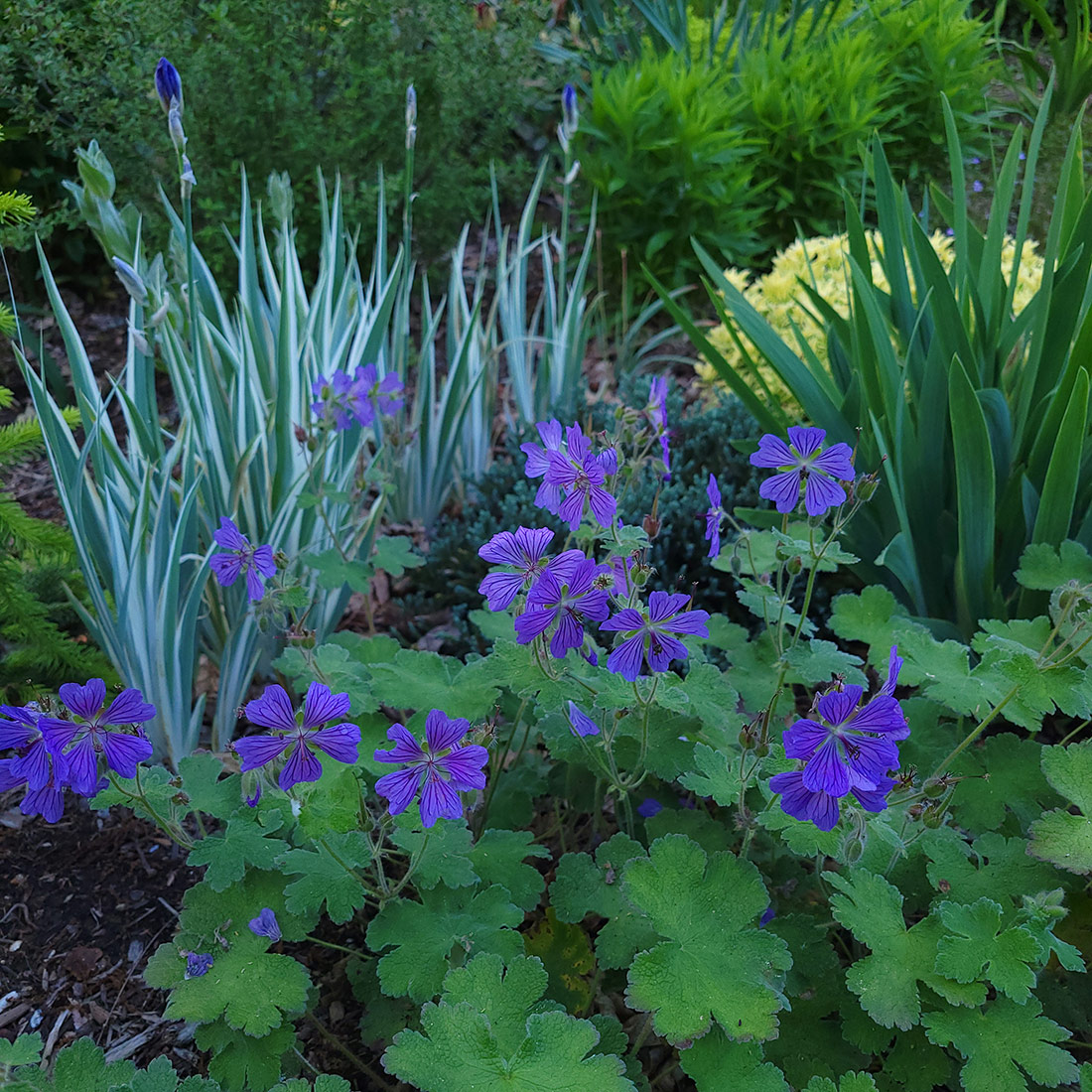 blue and purple plants in garden