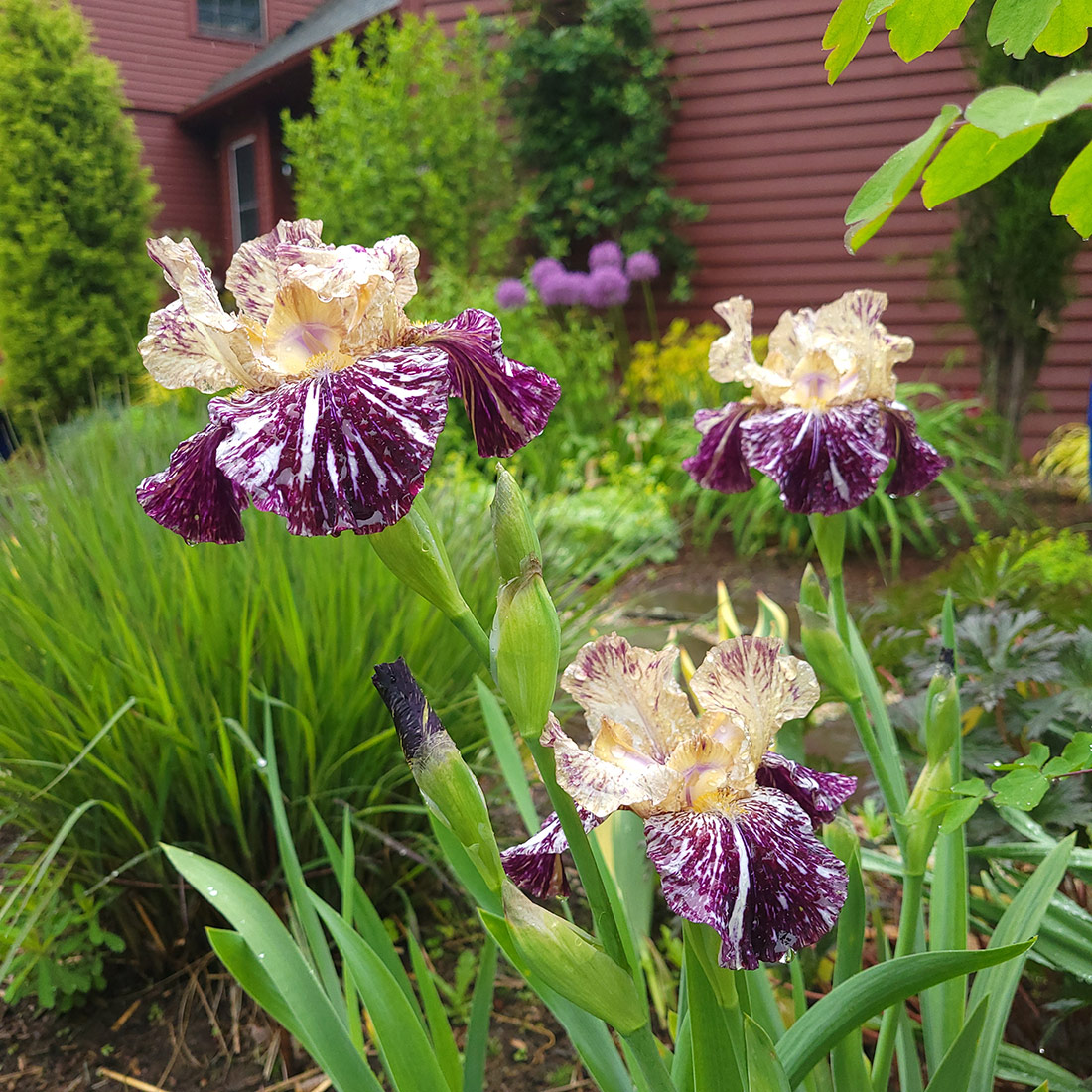 purple and white striped irises