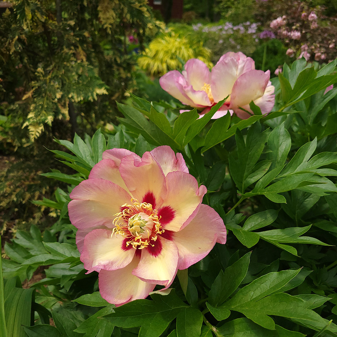 peach colored peony blooms