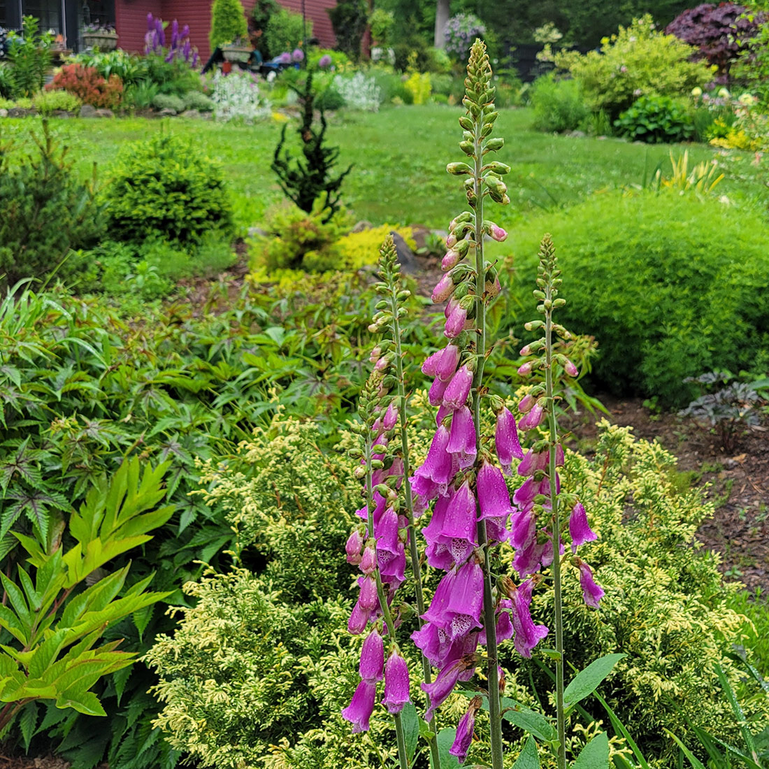 purple foxgloves in foreground of bright green garden