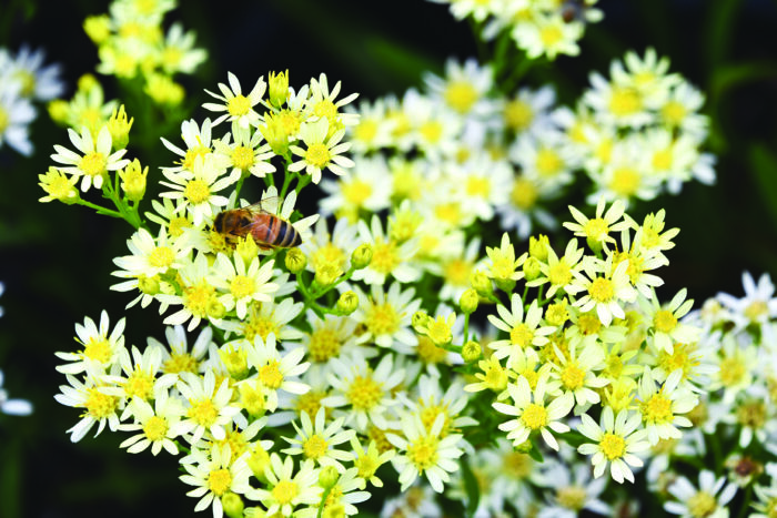 texas plume: kick it up a notch with this charismatic biennial