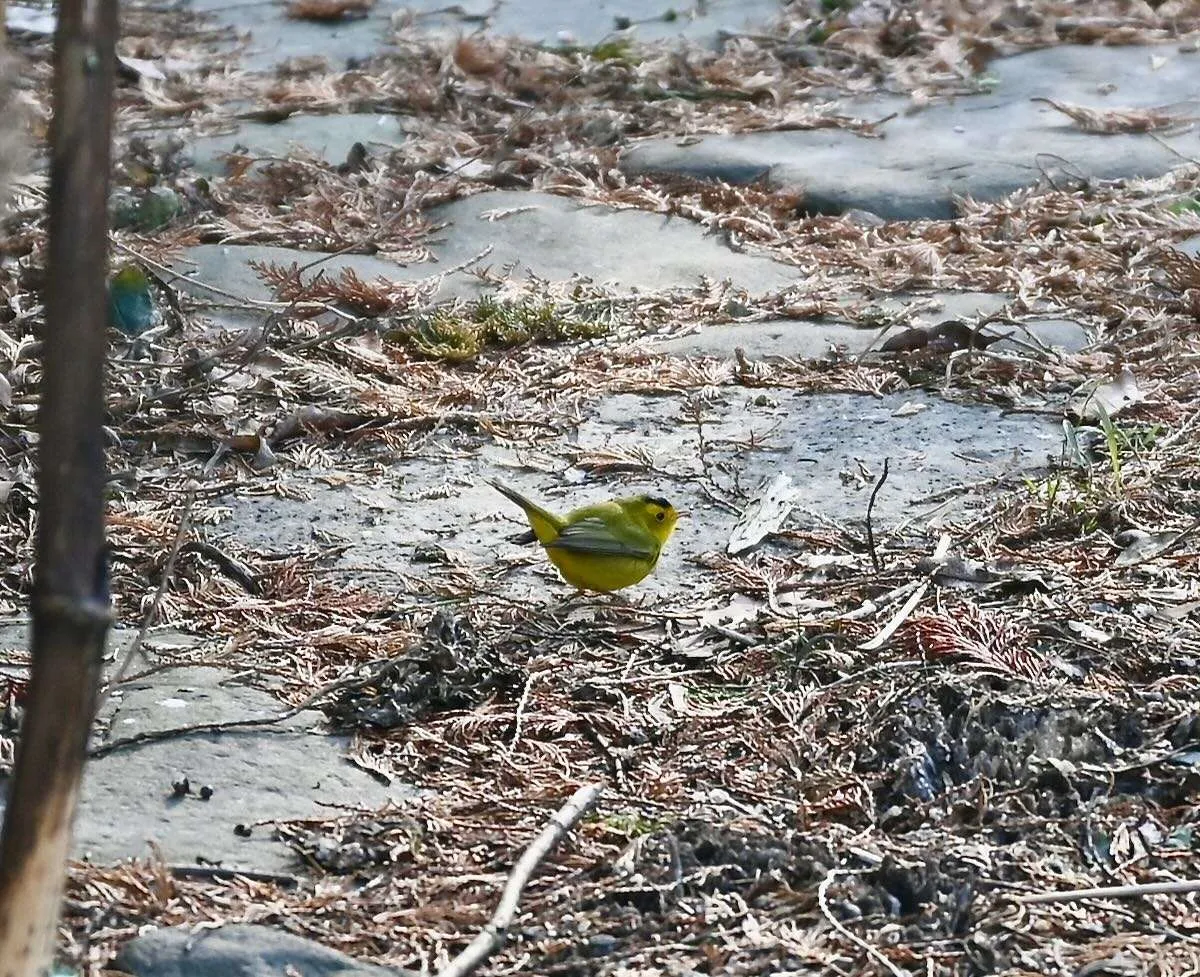 garden for birds, with cornell lab's becca rodomsky-bish 17 garden for birds, with cornell lab's becca rodomsky-bish