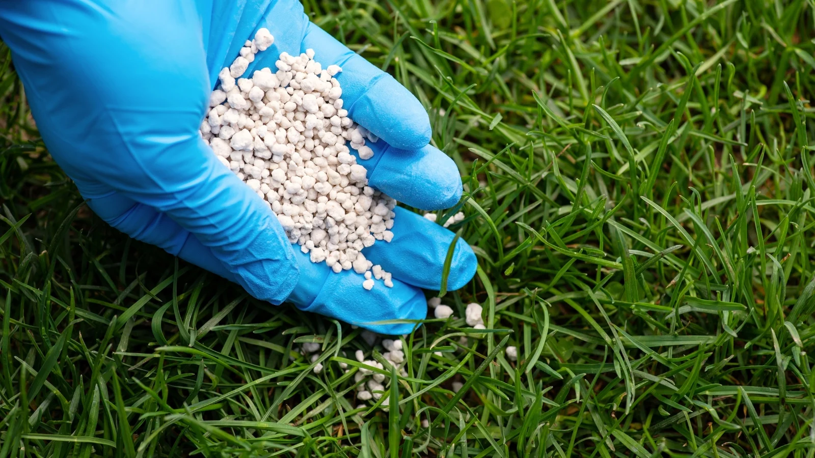 close-up of a hand in a blue glove pouring white granular fertilizer onto a green turf in a well lit area outdoors.