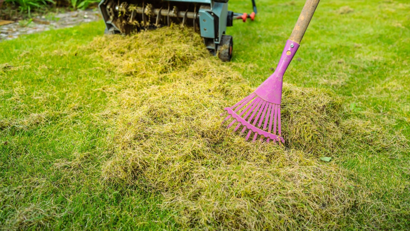 a close-up shot of a rake and a mower, with small piles of built=up thatch collected in one area of the turf outdoors