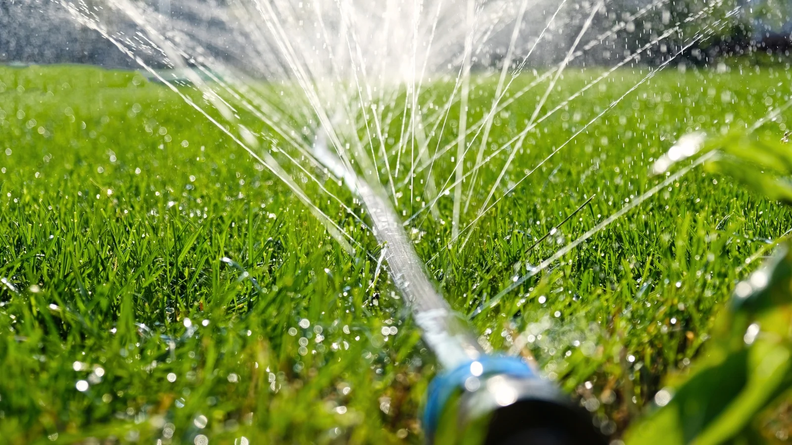 close-up of water jets and splashes spraying from a hose, soaking the green turf in a large garden area outdoors.