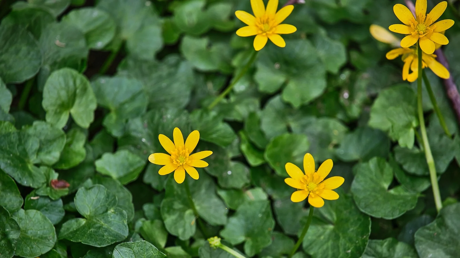 glossy, heart-shaped leaves surround bright yellow, buttercup-like flowers with shiny overlapping petals.