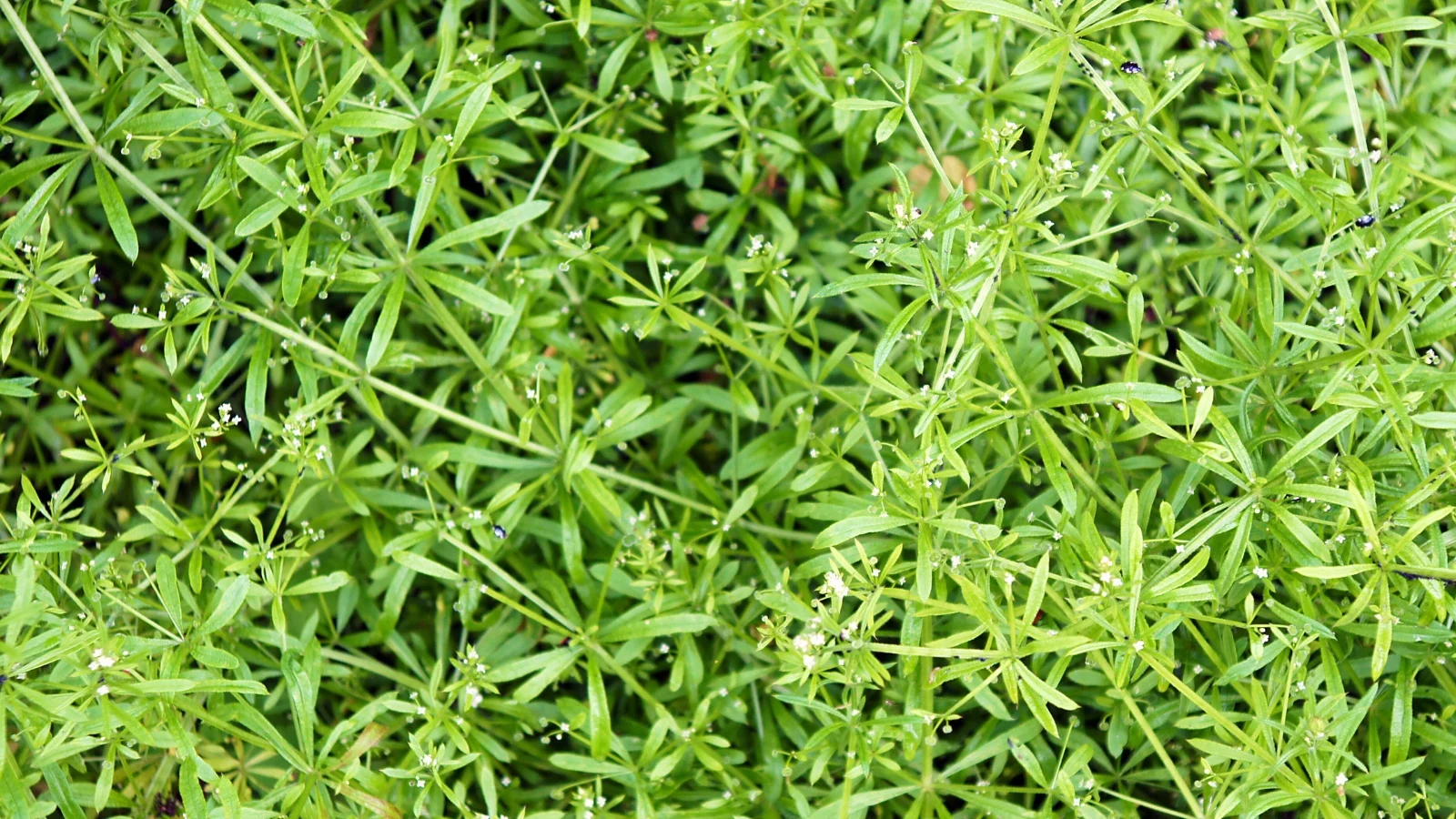scrambling stems with tiny, bristly hooks and whorled narrow leaves cling to nearby plants, topped with tiny white flowers.