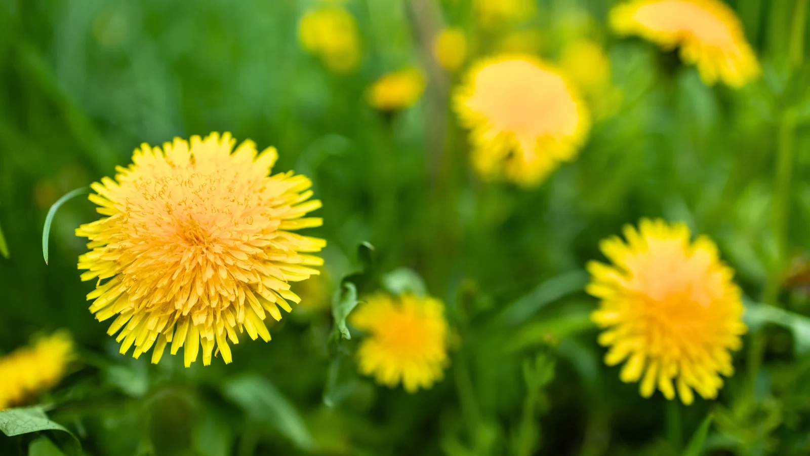 fluffy, spherical blossoms of radiant sun-yellow, made of numerous slender petals, stand against a soft green background.