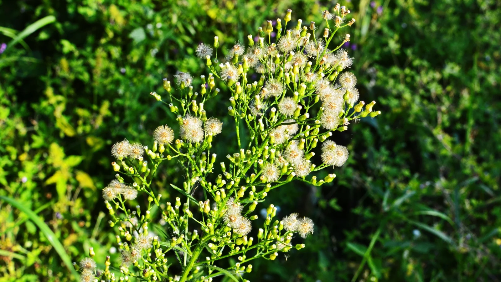 erigeron canadensis shows slender, upright stems with small, linear leaves and tiny, white to pale pink flowers forming in loose clusters.