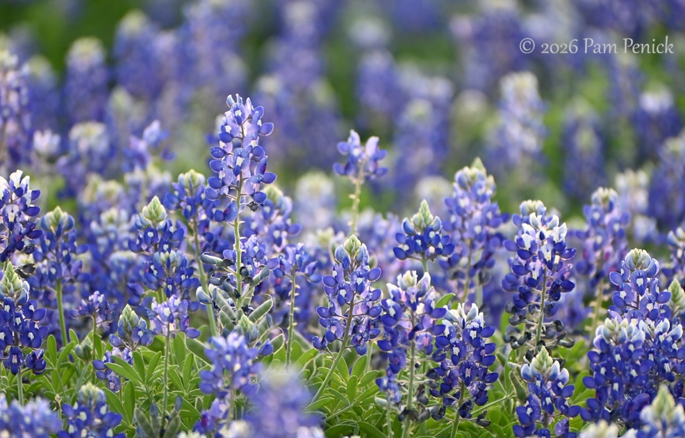 bluebonnets muleshoe bend