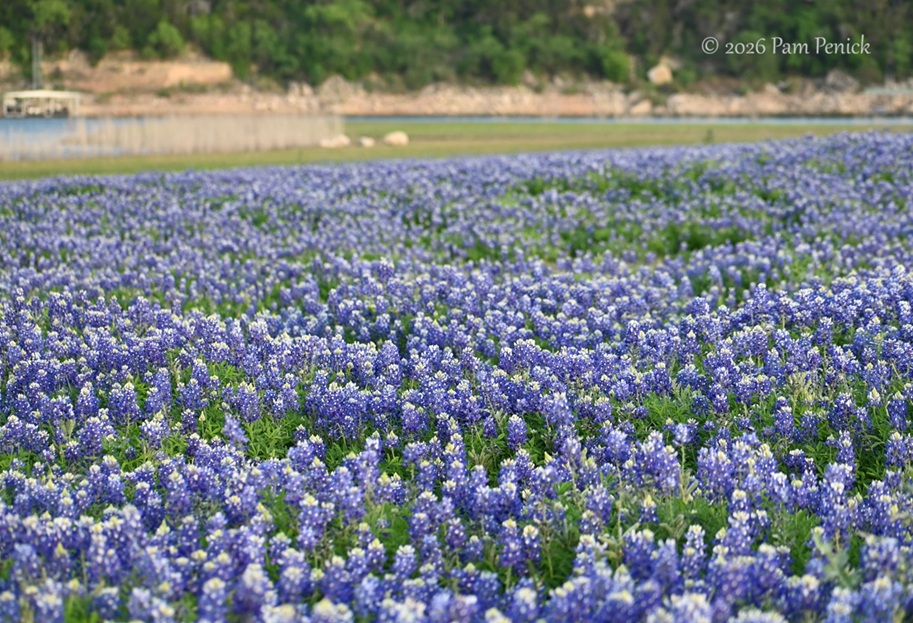 bluebonnets muleshoe bend
