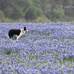 Field-of-dreams bluebonnets at Muleshoe Bend