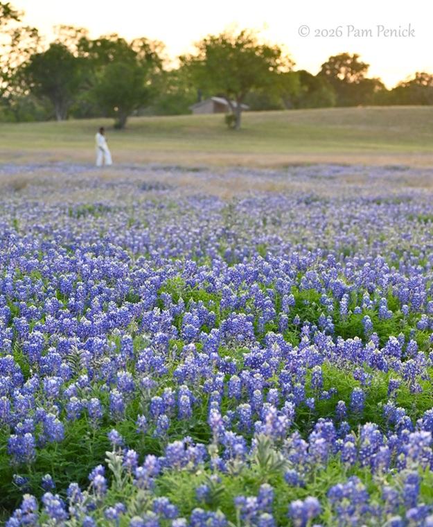 bluebonnets muleshoe bend