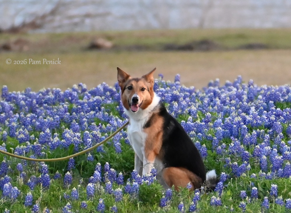 bluebonnets muleshoe bend