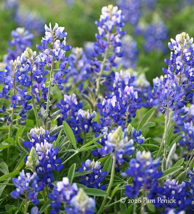 bluebonnets muleshoe bend