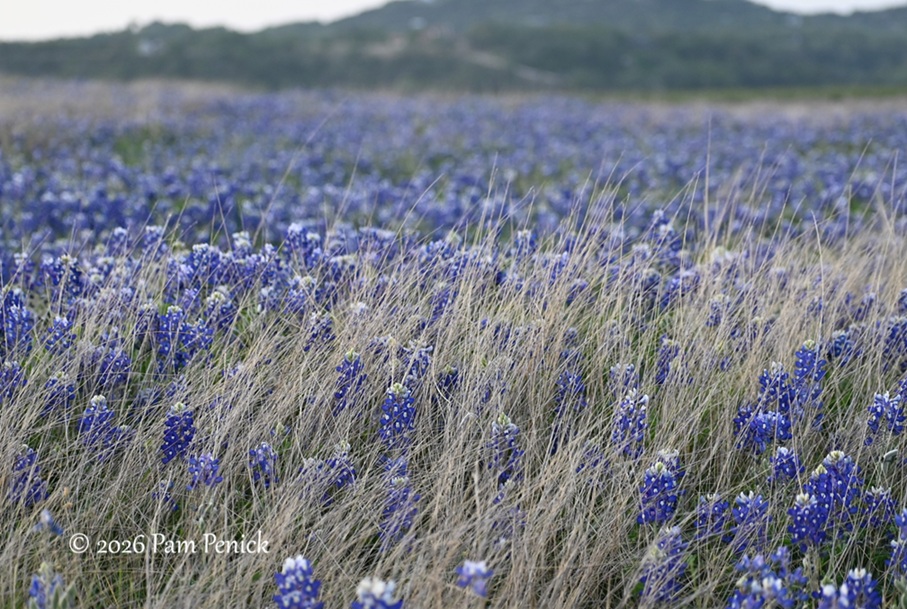 bluebonnets muleshoe bend