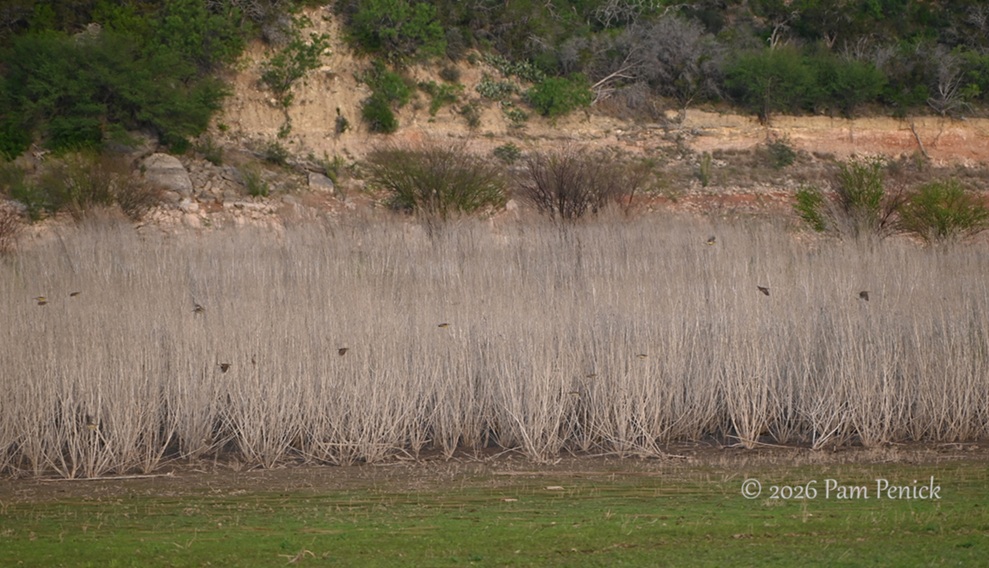 bluebonnets muleshoe bend