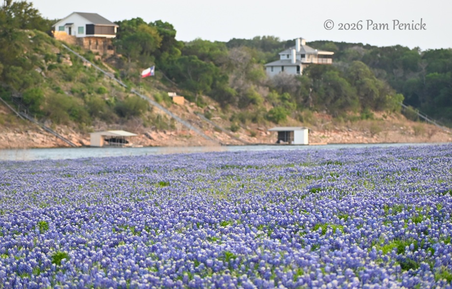 bluebonnets muleshoe bend