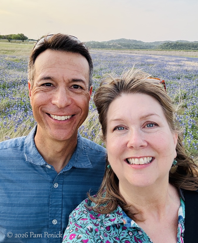 bluebonnets muleshoe bend