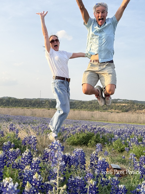 bluebonnets muleshoe bend