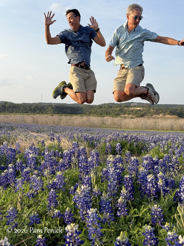 bluebonnets muleshoe bend