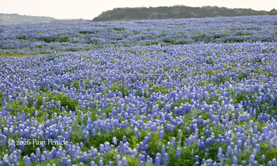 bluebonnets muleshoe bend