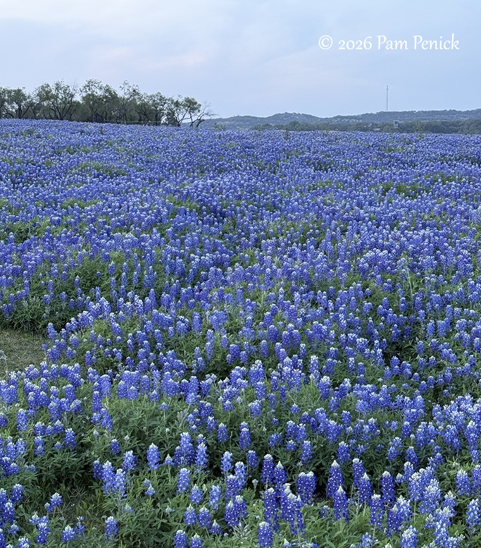 bluebonnets muleshoe bend